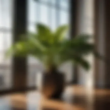 Transit of Indoor Plant Indoor plant in transit