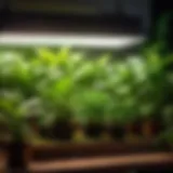 Lush green foliage under LED grow light