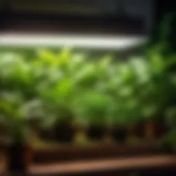 Lush green foliage under LED grow light