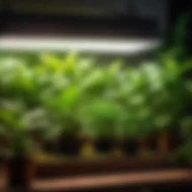 Vibrant Growth under LED Light Lush green foliage under LED grow light