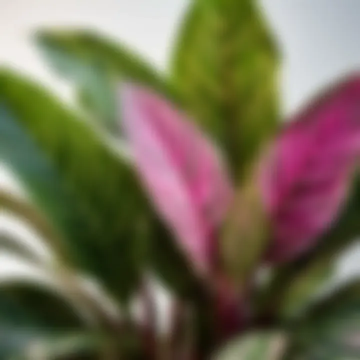 Variegated Aglaonema Plant with Pink and Green Leaves