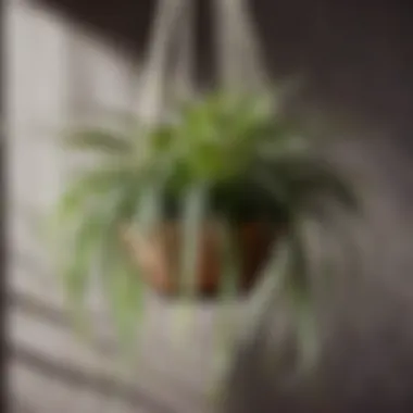 Spider Plant Hanging in a Modern Macrame Holder