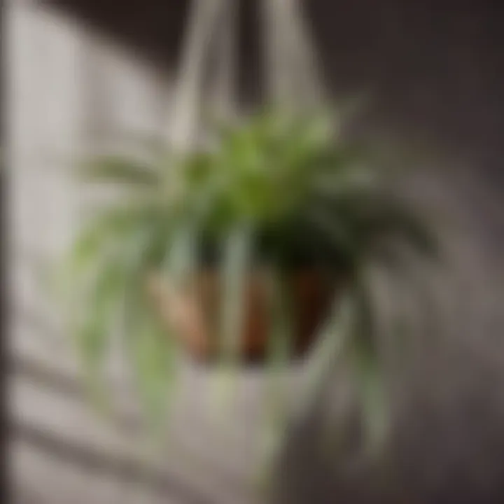 Spider Plant Hanging in a Modern Macrame Holder