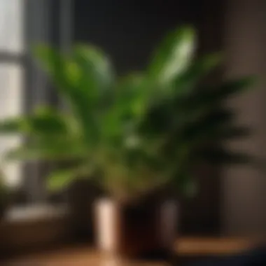 ZZ Plant with Dark Green Glossy Leaves