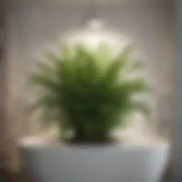Flourishing fern in a bathroom setting