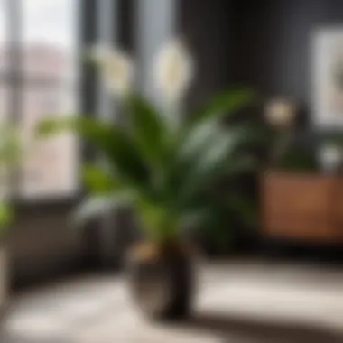 Stylish Peace Lily for Indoor Environments Aerial view of a small peace lily plant with white flowers in a contemporary home