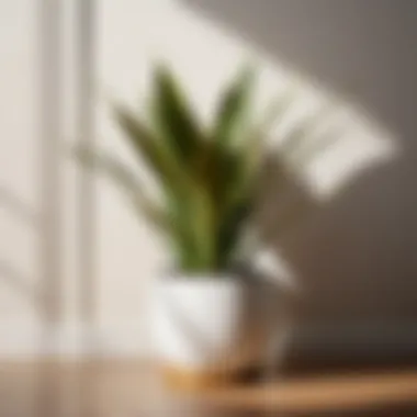 Sophisticated Snake Plant for Indoor Decor Artistic display of a small snake plant with variegated leaves in a minimalist room