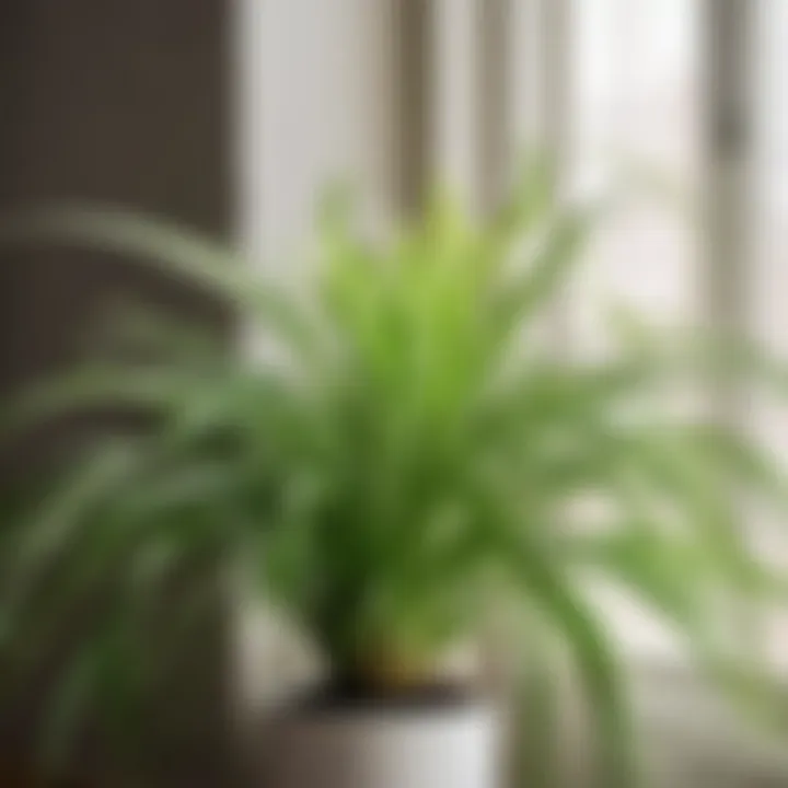 Chic Spider Plant for Indoor Spaces Close-up of vibrant green leaves of a small spider plant in a modern indoor space