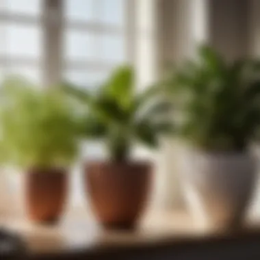 Comparative Plant Growth in Various Pot Sizes Comparative growth of plants in different pot sizes