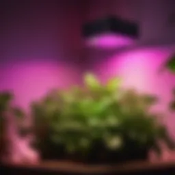Lush Greenery under Roleadro 75W LED Grow Lights