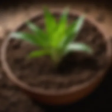 Nutrient-Rich Soil in 16-Inch Pot Close-up of nutrient-rich soil in a 16-inch pot