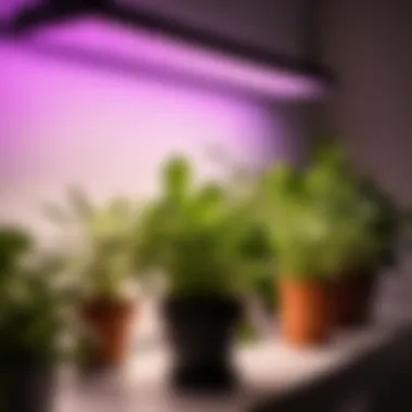Spectrum Analysis of Roleadro 75W LED Grow Lights
