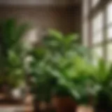 Green foliage of indoor plants