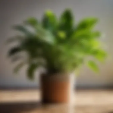 Healthy indoor plant thriving under optimal care