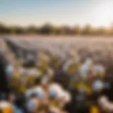 Sustainable Sourcing of Cotton for Mattresses Organic Cotton Harvesting