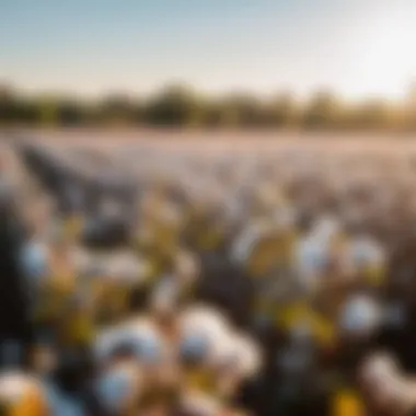 Sustainable Sourcing of Cotton for Mattresses Organic Cotton Harvesting