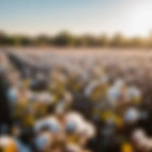 Sustainable Sourcing of Cotton for Mattresses Organic Cotton Harvesting