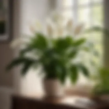 Peace Lily - Toxin Eliminator Peace Lily plant removing toxins and purifying indoor air
