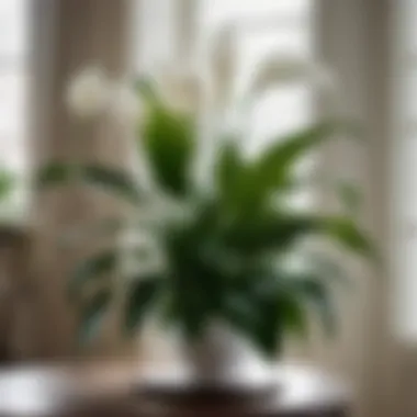 Graceful Peace Lily Floral Display Chic Peace Lily Blossoms