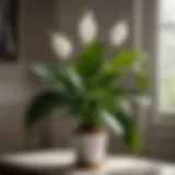 Green foliage of a Peace Lily plant
