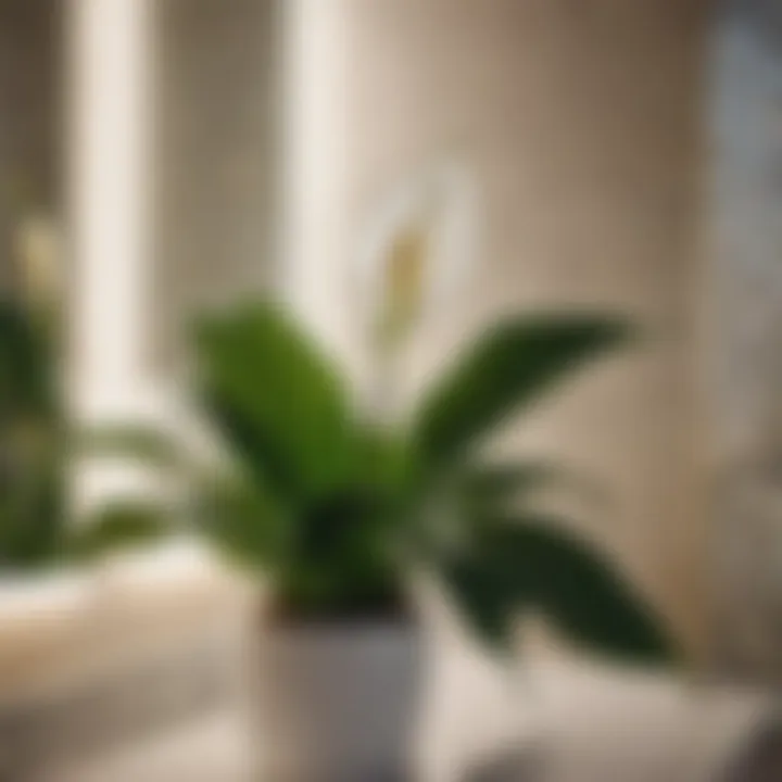 Peace Lily in Low-Light Bathroom