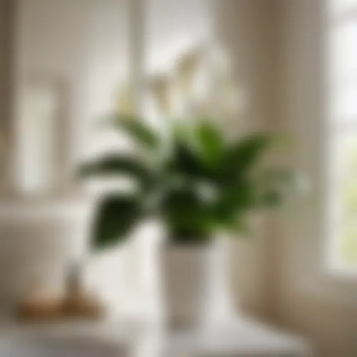 Peace Lily Plant in Bathroom