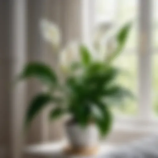 Peace Lily Plant in Bedroom