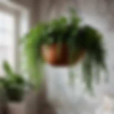 Pet-Friendly Hanging Plant