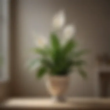 Peace Lily: Elegance in Low Light Peace lily showcasing its elegant white blooms against soft lighting