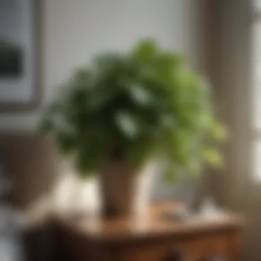 Pothos: Nature's Air Purifier A lush pothos plant cascading from a bedside shelf