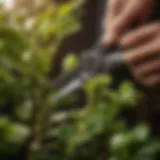 Pruning shears cutting through plant stem