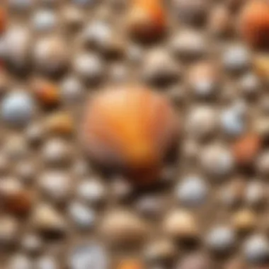 Seashell Collection for Coastal Decor Seashell Collection Display