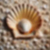 Soothing Seashell Mosaic