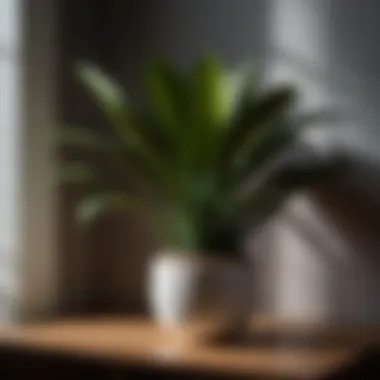 Sleek snake plant in low-light bedroom