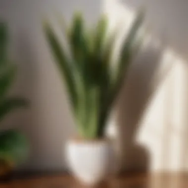 Sculptural Snake Plant Composition Artistic Snake Plant Arrangement