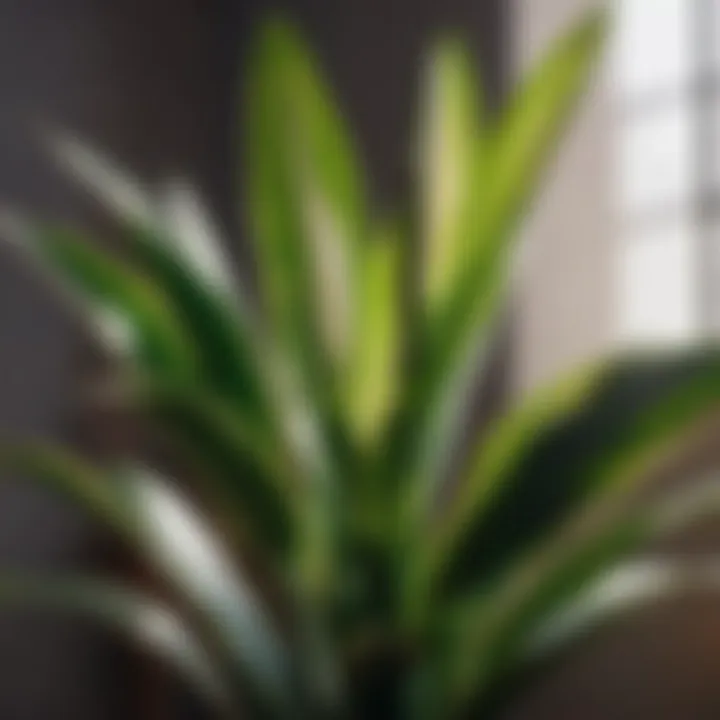Snake Plant - Oxygen Enhancer Snake Plant known for oxygenating indoor spaces