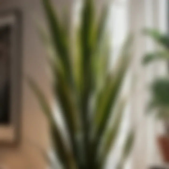 Tall and slender stalks of a majestic snake plant