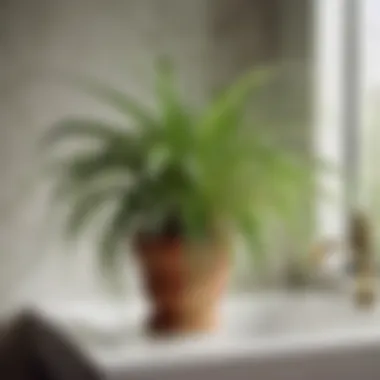 Spider Plant on Bathroom Shelf