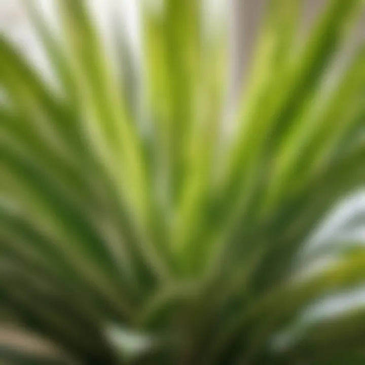 Spider Plant: A Decorative Solution for Allergies Close-up of a Spider Plant with variegated leaves