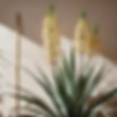 Stunning Yucca Cane Plant Stunning Yucca Cane Plant