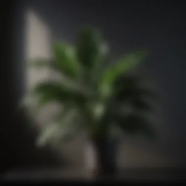 Stylish indoor plant with glossy dark green leaves against dim backdrop