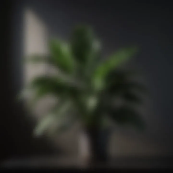 Stylish indoor plant with glossy dark green leaves against dim backdrop