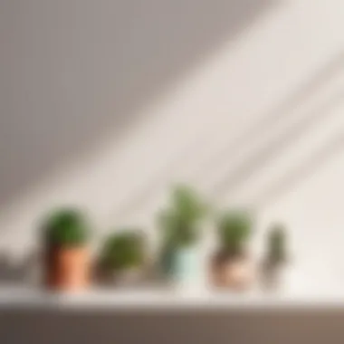 Succulent plants on minimalist shelf