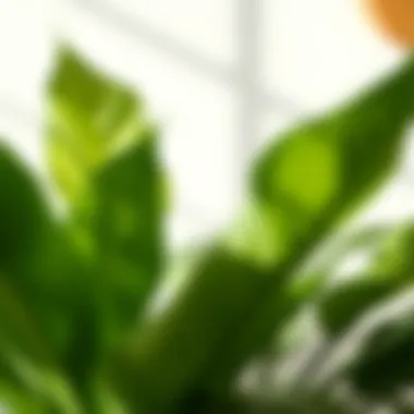 A close-up of a popular bedroom plant