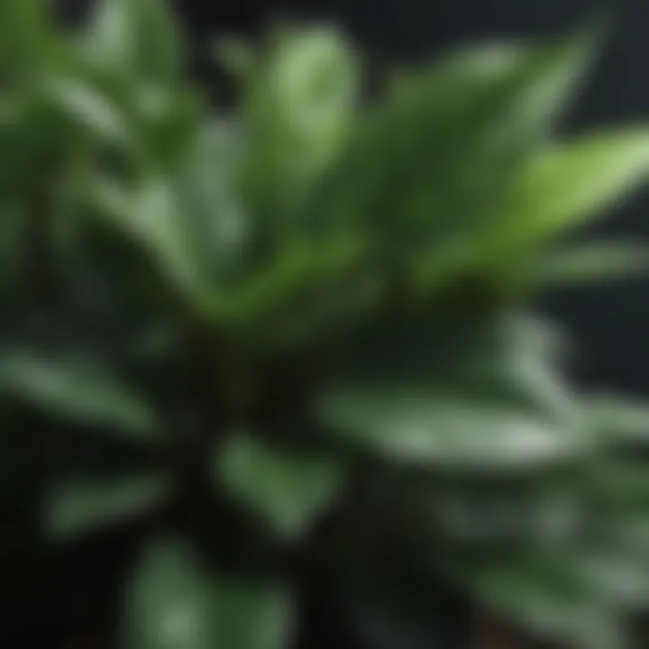 Lush Shade-Tolerant Foliage Close-up of a shade-tolerant plant showcasing its lush foliage