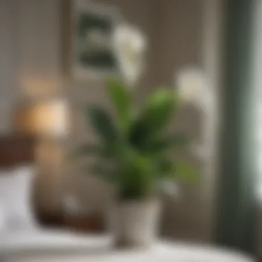 Peace Lily: A Symbol of Tranquility Close-up of a peace lily in a bedroom setting