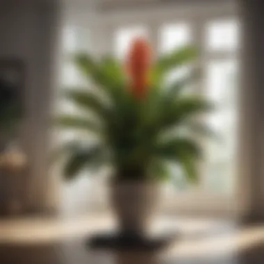 Tropical Elegance Indoor Plant