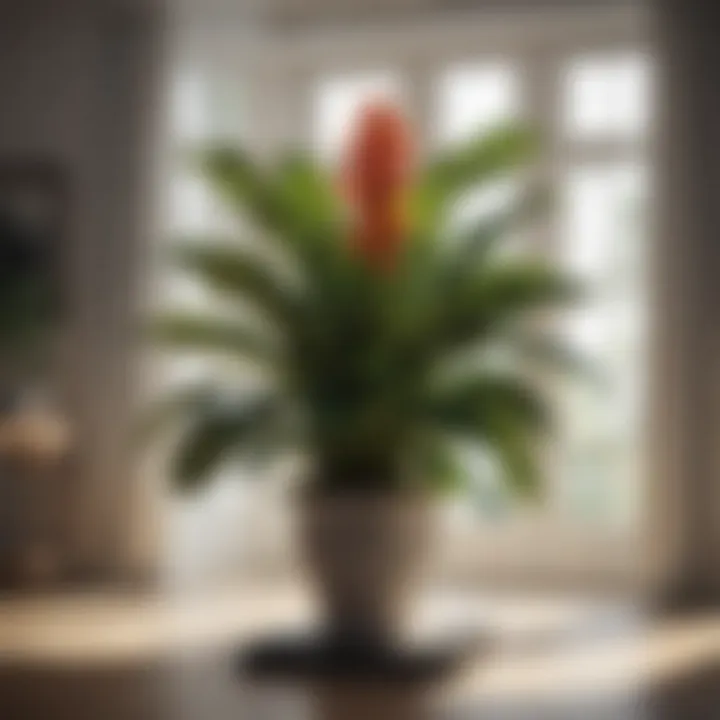 Tropical Elegance Indoor Plant