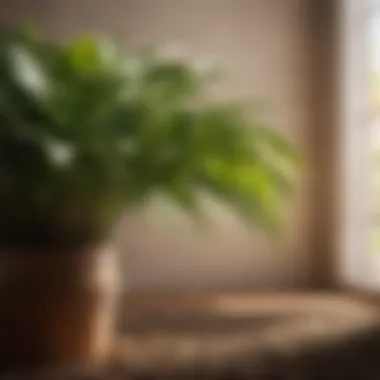 Versatile Plant Fuel All-Purpose Fertilizer for Indoor Plants
