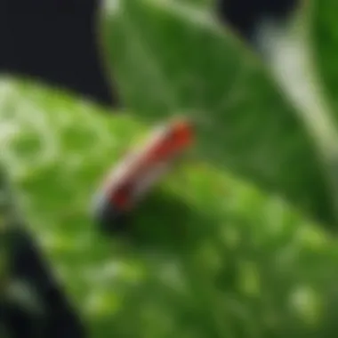 Identifying Common Bugs Illustration of Common Indoor Plant Pests